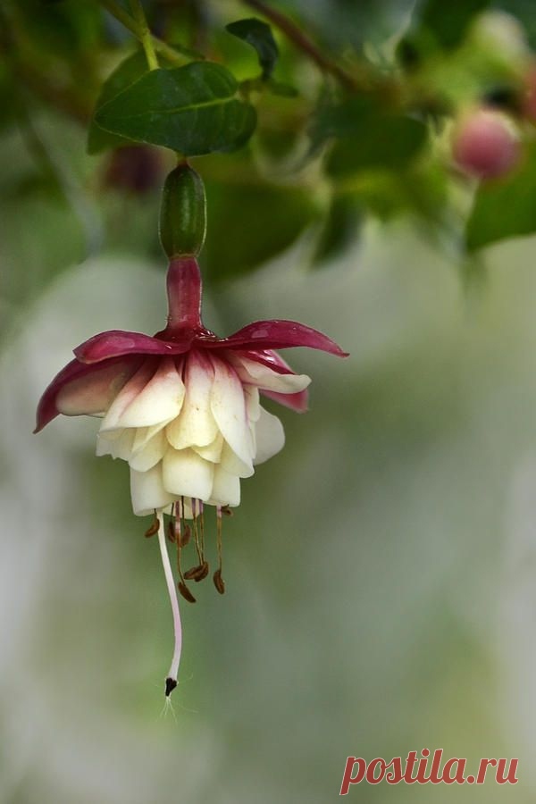 Fuchsia