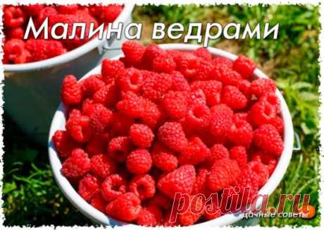 Малина ведрами.
Как удается получать такой урожай. 
С участка 10х2,5 м мы собрали 8 ведер малины, что значительно больше, чем собирают соседи. На сбор урожая с каждого куста затрачивали по 30–40 минут. Пришлось даже смастерить маленькие табуретки, чтобы удобнее было сидеть так долго на одном месте. 
Малина посажена на расстоянии в ряду 70 см друг от друга, междурядья – 2,5 м. Растет она на специальной гряде шириной 70 см. Гряда огорожена кусками шифера, высота ограждения – 20 см, заглубле