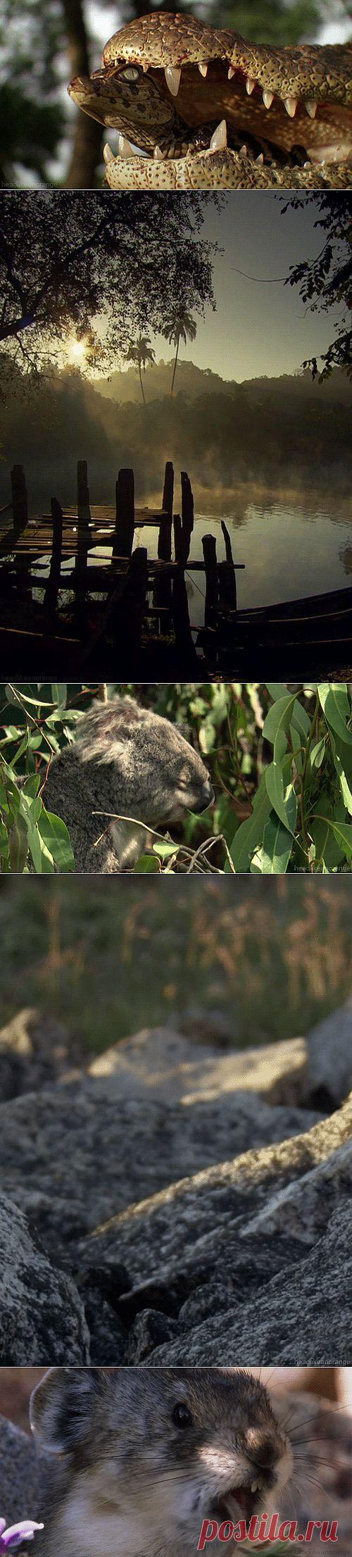 Живые фотографии.