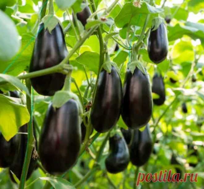 Как распознать, что баклажаны поспели и когда правильно снять??? | Дача на радость | Дзен