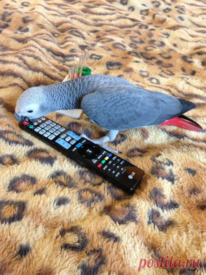 Прохор интересуется пультом)))