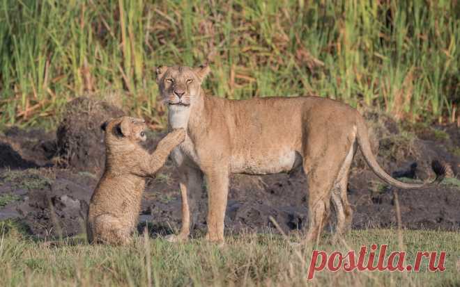 Mum, I'm here ..... Masai Mara | Kenya  With so many lion shots from this trip I didn’t know where to start so decided to post one large set of 15 shots - if you’re interested in lions then please take time to view them all.