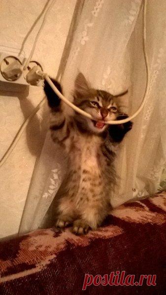 Наши коты - #1 | Кошка Чернуха и кот Беляшик | Яндекс Дзен