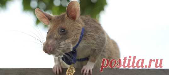 В сентябре прошлого года Магава получил Золотую медаль PDSA, которую называют «Георгиевским крестом для животных», став первой крысой, удостоенной этой награды. Четвероногий сапер способен обыскать поле размером с теннисный корт всего за 20 минут; у человека с металлоискателем это занимает от одного до четырех дней.