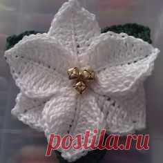 White poinsettia