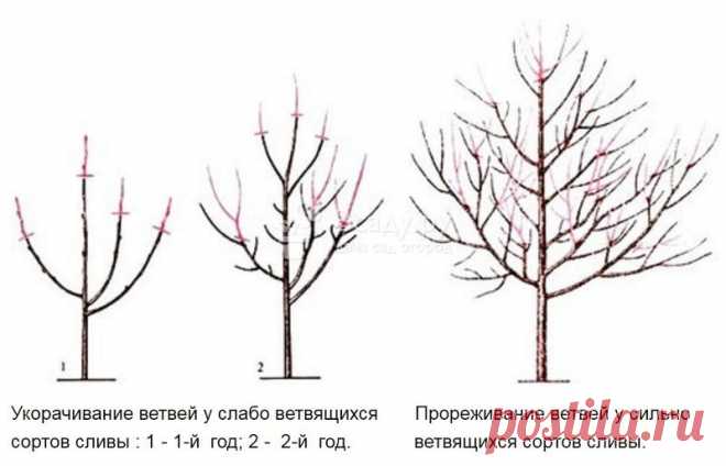 обрезка липы весной схема: 9 тыс изображений найдено в Яндекс.Картинках