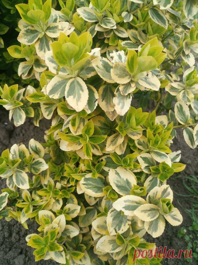 Бересклет Форчуна «Эмеральд н Голд», «Изумруд и золото» (Euonymus fortunei «Emerald`n Gold»)