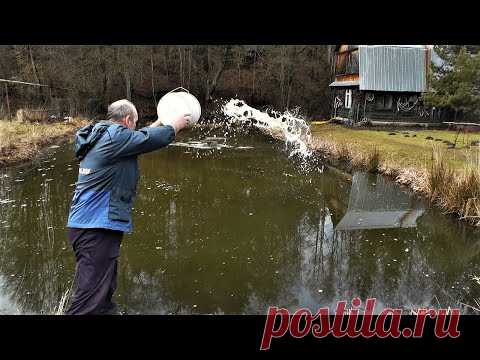 Весеннее известкование пруда с рыбой на своём участке - YouTube