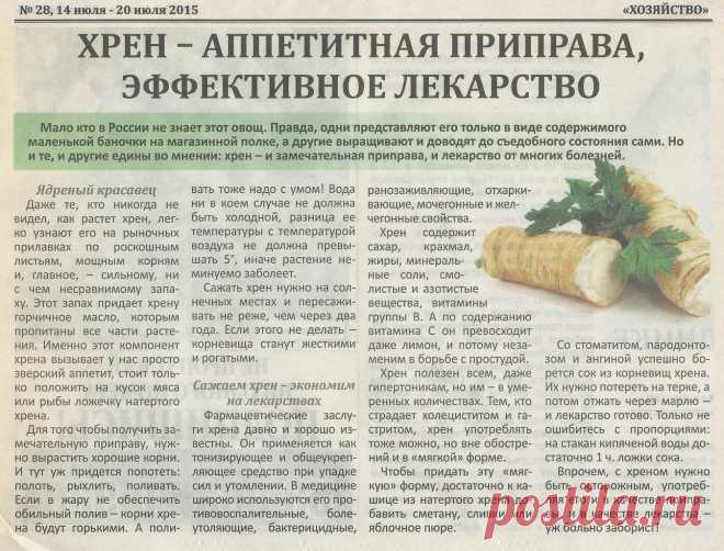 Выращиваем хрен