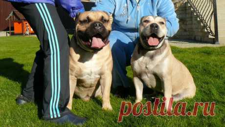 Ка де Бо -  состоялась плановая вязка замечательной пары. Щенки ожидаются во второй половине декабря. Желающим приобрести надежного друга и охранника предлагаем предварительное резервирование щенков.