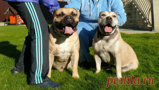 Ка де Бо -  состоялась плановая вязка замечательной пары. Щенки ожидаются во второй половине декабря. Желающим приобрести надежного друга и охранника предлагаем предварительное резервирование щенков.