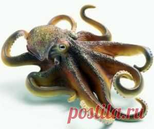 Гигантский спрут легенда, миф или реальность