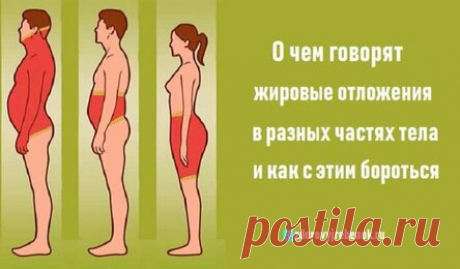 О чем говорят жировые отложения в разных частях тела и как с этим бороться