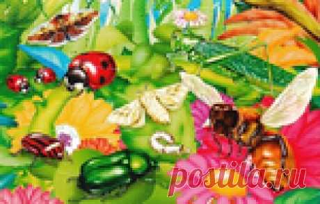 Занимательный мир насекомых