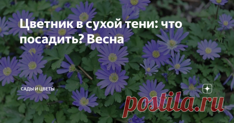 Цветник в сухой тени: что посадить? Весна Свет – это жизнь. Но чем старше сад и чем больше в нем деревьев и построек, тем чаще хозяева сталкиваются с необходимостью озеленить тенистые уголки. Это могут быть не только укромные, скрытые от посторонних глаз местечки, но и парадная зона, зона отдыха, летняя кухня.