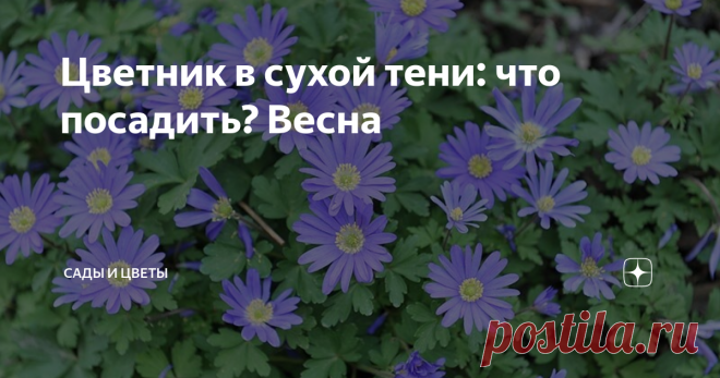 Цветник в сухой тени: что посадить? Весна Свет – это жизнь. Но чем старше сад и чем больше в нем деревьев и построек, тем чаще хозяева сталкиваются с необходимостью озеленить тенистые уголки. Это могут быть не только укромные, скрытые от посторонних глаз местечки, но и парадная зона, зона отдыха, летняя кухня.