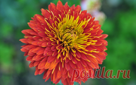 flowers-wallpaper-beautiful-image-wallpapers-desktop-flower-stock.jpg (1920×1200)