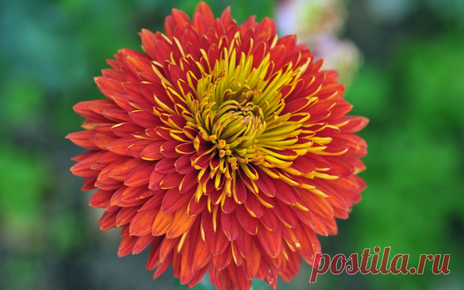 flowers-wallpaper-beautiful-image-wallpapers-desktop-flower-stock.jpg (1920×1200)