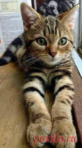 The Cutest of Animals