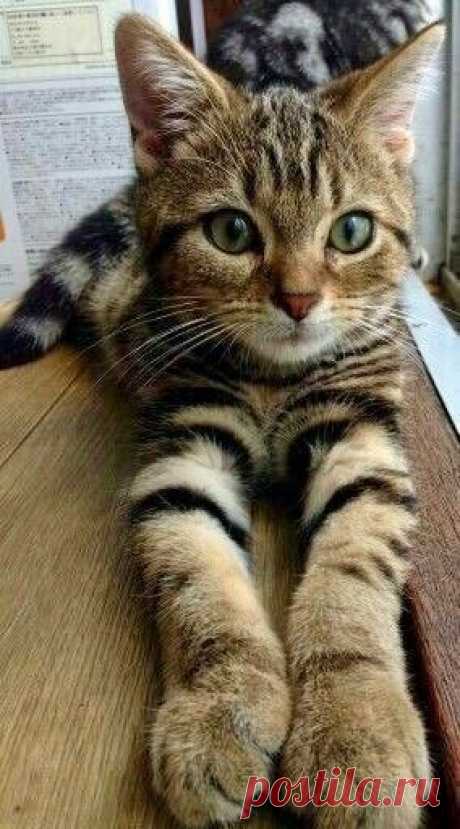 The Cutest of Animals