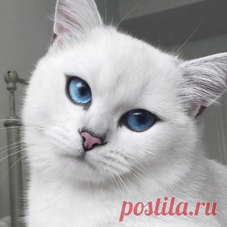АДРЕНАЛИН | Мужской журнал