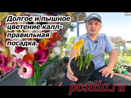 Посадка калл в горшки и на клумбу. Все тонкости и нюансы.