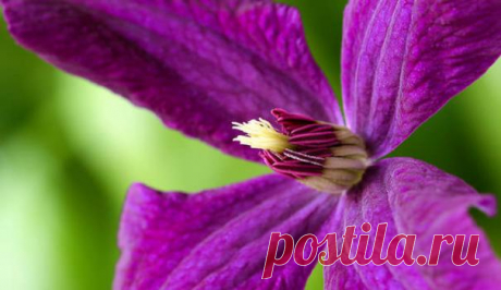 Сорта клематисов, ОБРЕЗКА клематисов — FloweryVale.ru