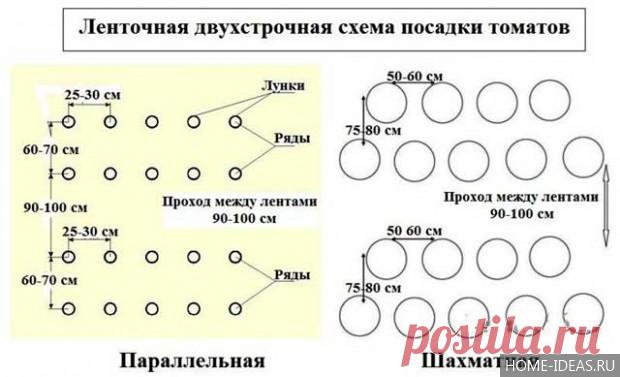 Как сажать помидоры в открытый грунт: видео