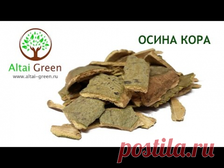 Осина кора   в чем польза коры осины?