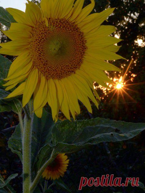 Фотографии сайта «Природа планеты в объективе»