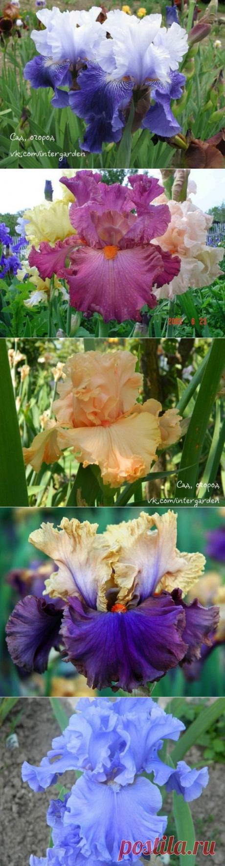 Бородатые ирисы самые стойкие сорта
