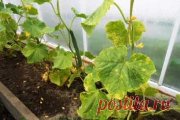 Чем лечить пероноспороз огурцов, лука и других растений - Сад и огород