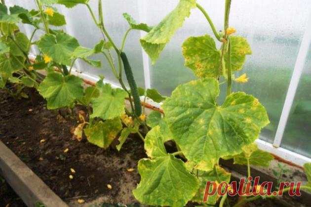 Чем лечить пероноспороз огурцов, лука и других растений - Сад и огород