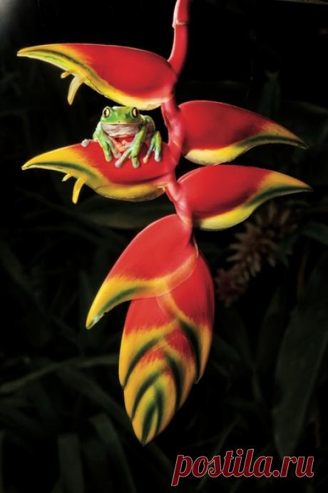 Кто такие фрогвотчеры? «Наблюдение за лягушками, так же как и за птицами, требует терпения и упорства. Как и у бердвотчеров, у нас есть свои сложности: приходится бодрствовать по ночам, бороться с комарами и носить закрытую обувь, надежно защищающую от змей», – рассказывает Лиза Кригер. «Однажды мы отправились в Коста-Рику: некоммерческая организация «Спасти лягушек» (Save the Frogs) организует экотуры, которые помогают финансировать парки и эко-отели в Белизе, Перу, Гане и других странах.…