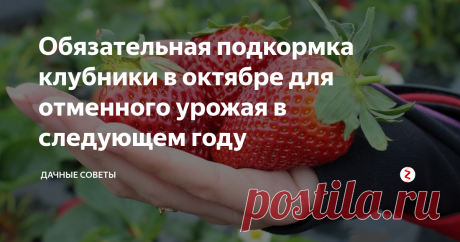 Обязательная подкормка клубники в октябре для отменного урожая в следующем году Клубника - ягода лета! Крупная, сочная, сладкая - она так и манит яркими  красками и ароматом! Чтобы собрать хороший урожай с вашей ягодной  грядки и на следующий год, нужно позаботиться о клубнике в конце лета  или начале осени.Сентябрь и октябрь время формирования новых почек. За  плодоносный сезон клубника вбирает в себя огромное количество  питательных веществ из почвы. Бедную почву грядок с к