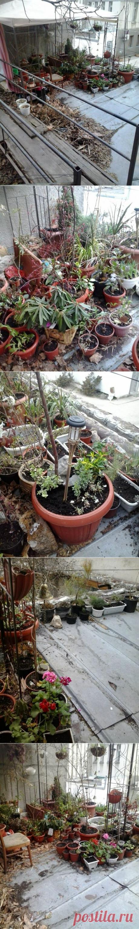 (+1) тема - Сад Нико на крыше 4 апреля 2014 | САД НА ПОДОКОННИКЕ