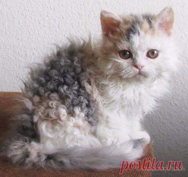 Кудрявый котенок