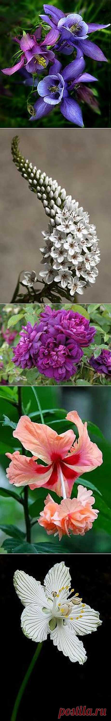 Flowers