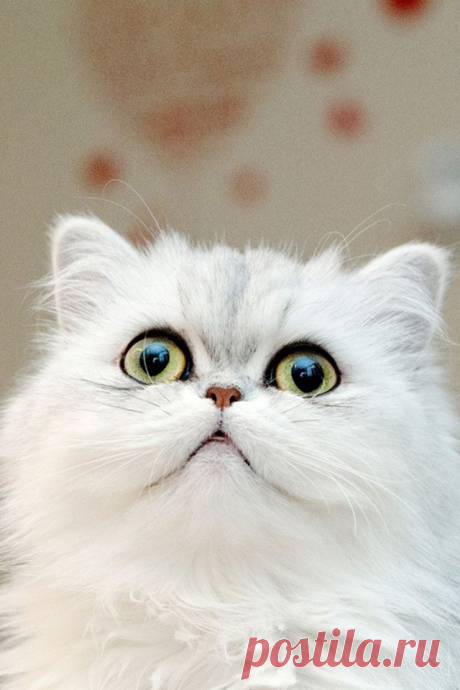 Why Do Cats Roll? and A gallery | Take a Quick Break