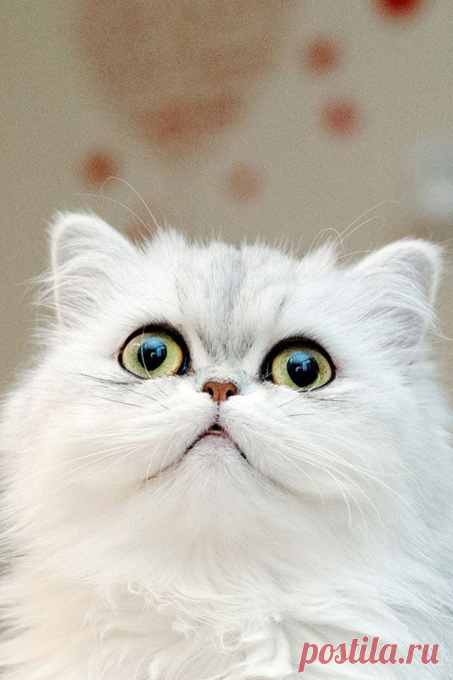 Why Do Cats Roll? and A gallery | Take a Quick Break