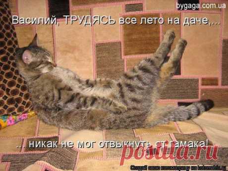 ДНЕВНИК ДАЧНИКА: дача, огород, сад, цветы