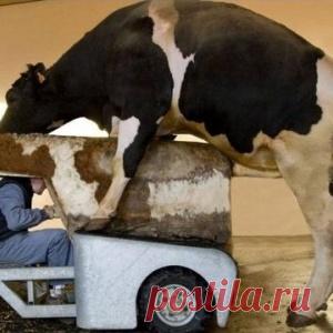 Борис- бык производитель....