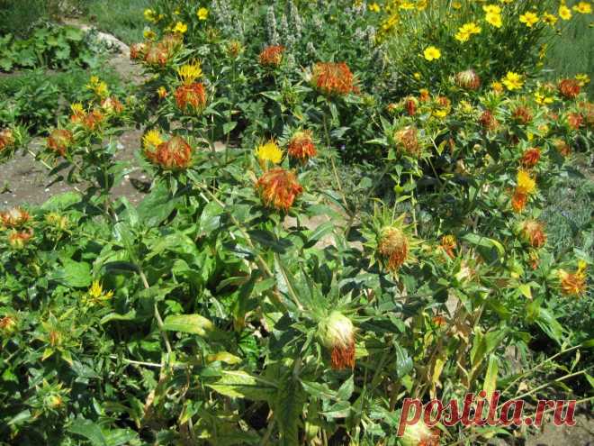 Кникус благословенный.
Его знали еще древние травники, которые использовали кникус при лечении чумы, оспы, мигрени, ослабленной лактации у кормящих женщин. Ими было подмечено, что растение может лечить головные боли, улучшать память, усиливать работу сердца и желудочно-кишечного тракта.