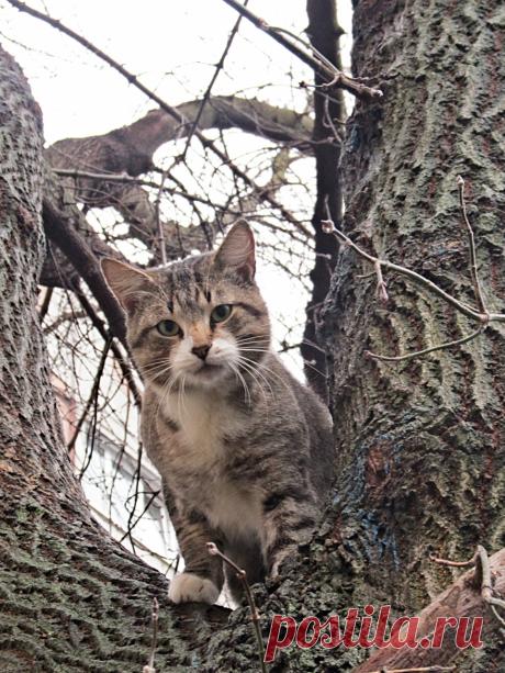 #на_дереве   #кошки