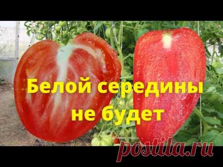 Белой середины у томата не будет, если последуете моему совету