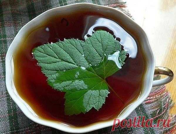 ЛИСТЬЯ СМОРОДИНЫ - ПОЛЬЗА И ПОЛЕЗНЫЕ СВОЙСТВА