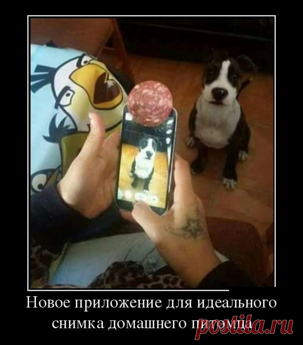 Новое приложение