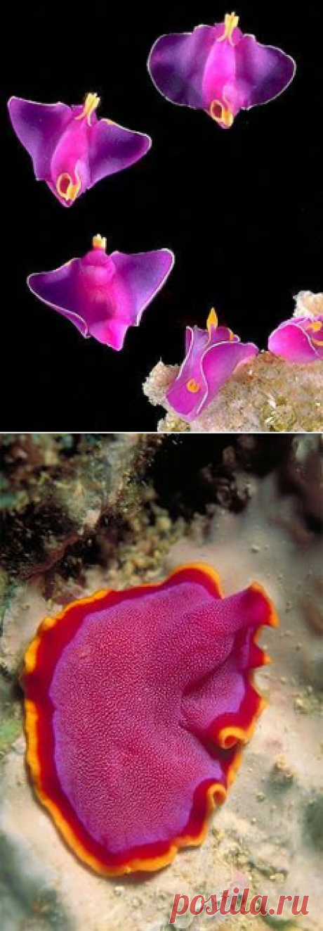 Морской слизняк  on Pinterest