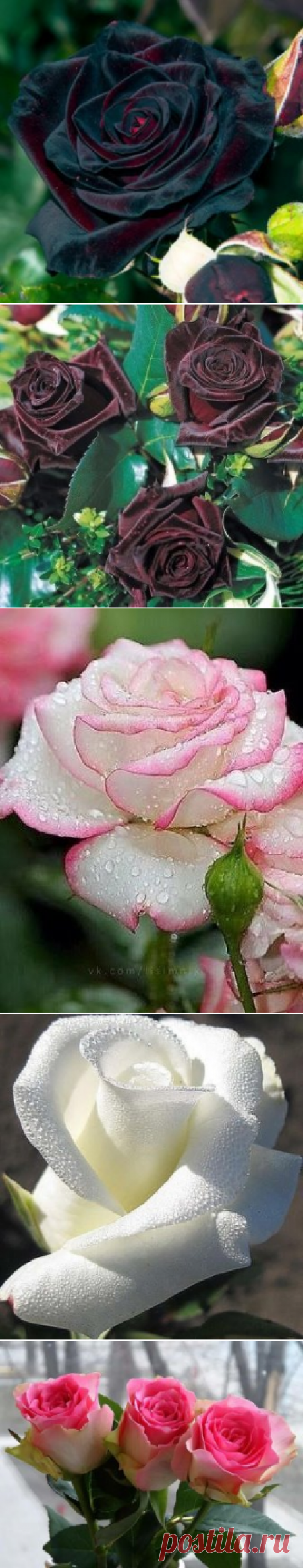 (43) Одноклассники