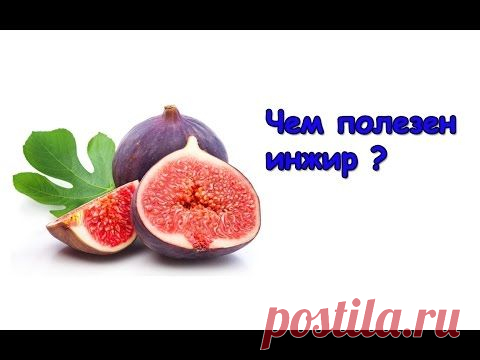 Как вырастить инжир | sadok33.ru